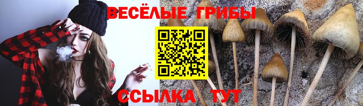 Псилоцибиновые грибы Cubensis Кашира
